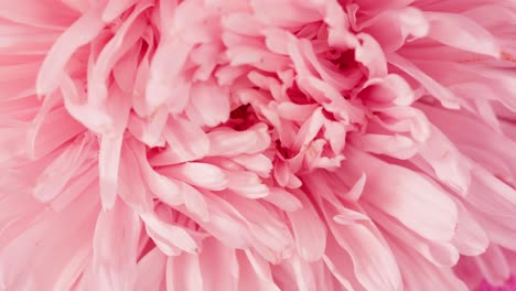 close-up of a pink chrysanthemum