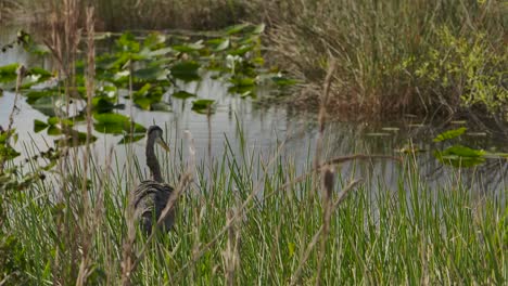 great blue heron lifts its head in the marsh super slomo