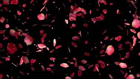 red rose petals flying on beautiful black background