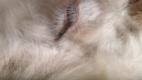 close-up of a sleeping dog's eye