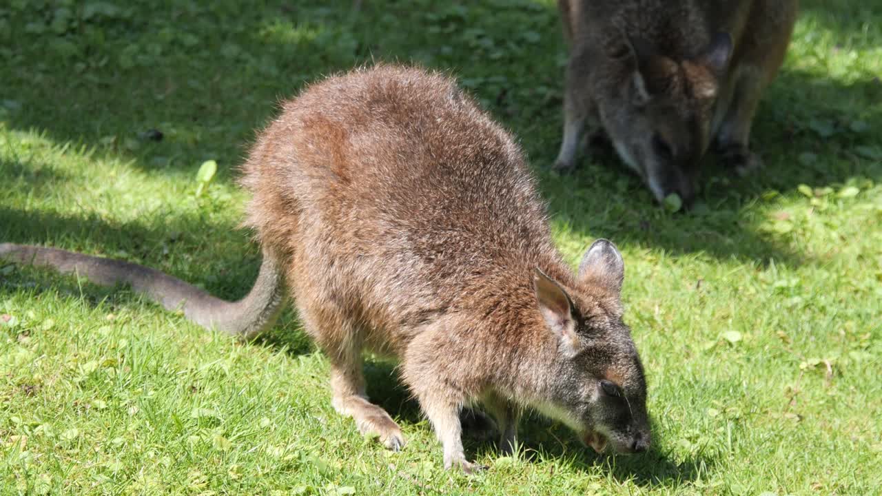 Two Beautiful and Cute Parma Wallaby Kangaroos on a Meadow eating Grass