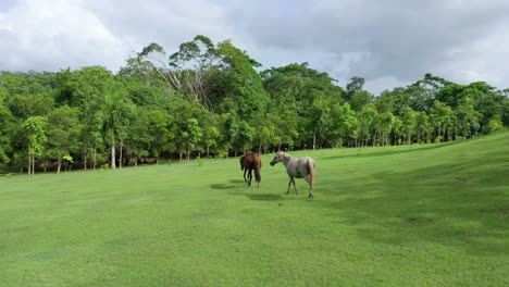 Un-Dron-Sigue-A-Un-Caballo-Blanco-Y-Dos-Caballos-Marrones-Mientras-Exploran-Un-Hermoso-Campo-Verde-Abierto-Durante-El-Día,-En-órbita-Circular