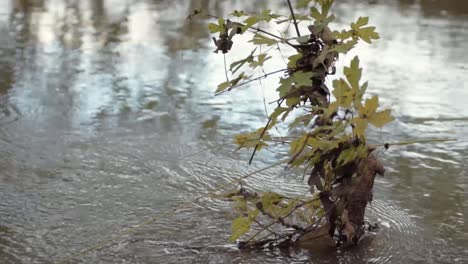 solitary young tree in flowing stream of water after floods