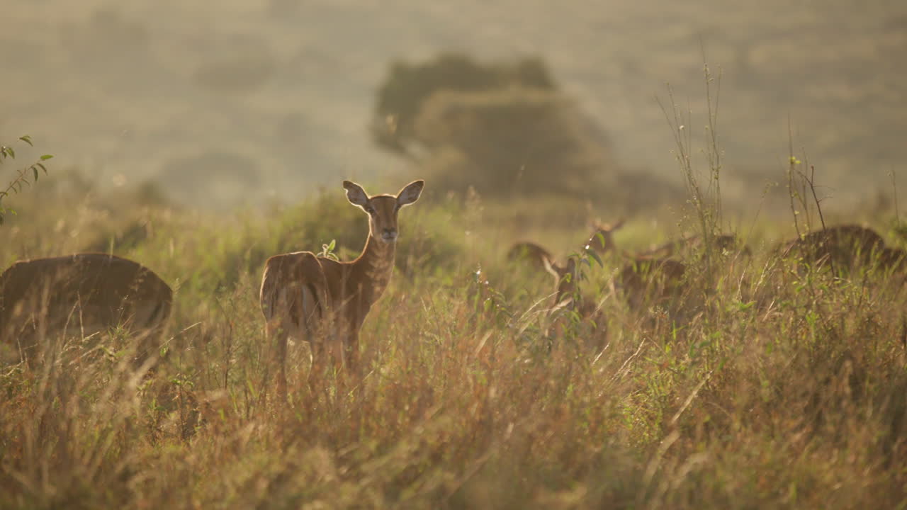 Female herd of Impalas grazing in majestic grassland