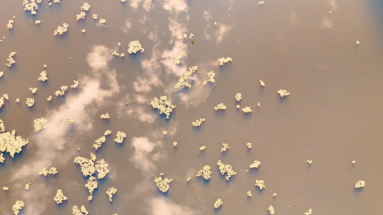 Aerial footage captures floating vegetation and reflections on a tranquil pond in Gold Coast, Australia, under soft natural lighting
