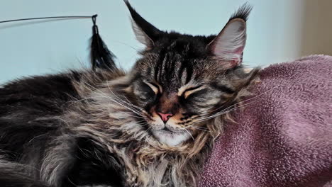 empujar en el gato descansando acogedoramente en la cama junto a la manta durmiendo pacíficamente