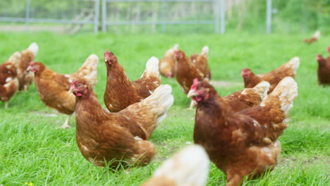 happy free-range chickens grazing on green pasture: sustainable animal farming, slow motion, cute