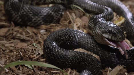 Serpiente-Rata-Negra-Termina-De-Comerse-Una-Rata-Encontrada-En-El-Suelo-Del-Bosque---Cerrar