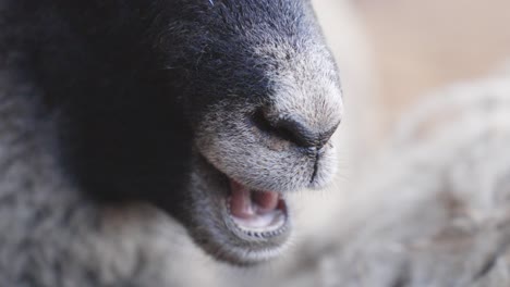 Goat-chewing-food,-close-up-view