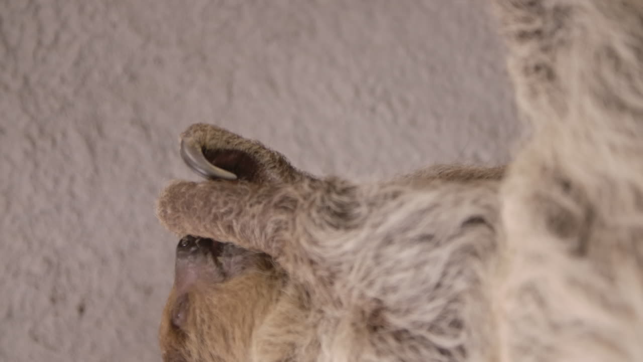 카메라 슬로우 모션 시네마틱에 가까운 나무에 매달려 있는 두 발가락 나무늘보