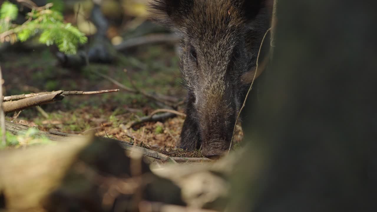 jabalí en el bosque