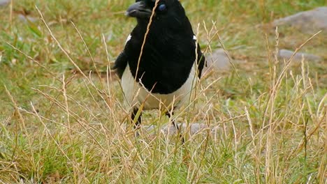 magpie scavenger bird wildlife searching for food in windy grass closeup