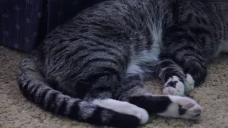 Tabby-cat-sleeping-on-the-carpet-next-to-a-blue-couch-in-the-living-room