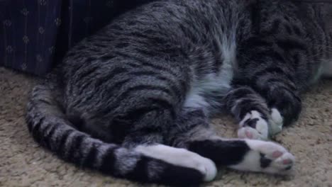 gato tabby durmiendo en la alfombra al lado de un sofá azul en la sala de estar