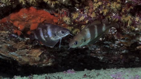 peces cerca del fondo del mar