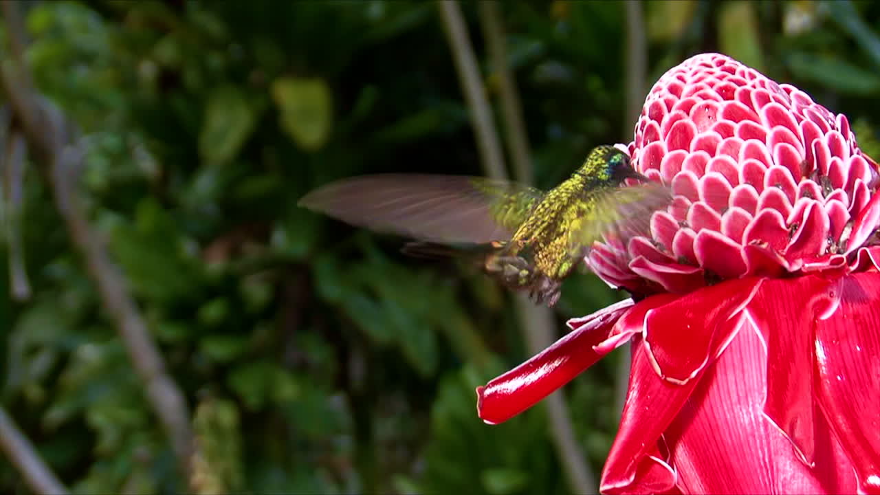 Slowmotionoptagelse af en mindre violetøre kolibri, der svæver i ekstremt nærbillede 3