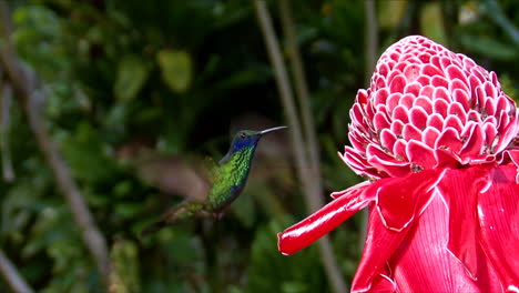 Zeitlupenaufnahme-Eines-Kleineren-Violetear-Kolibris,-Der-In-Extremer-Nahaufnahme-Schwebt-3