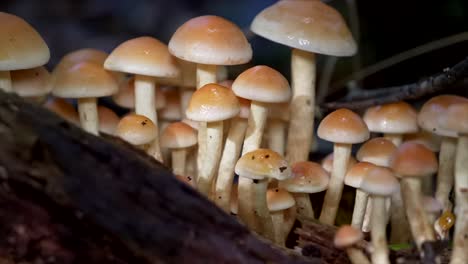 Slide-shot-of-wet-mushrooms-in-forest-during-night-and-rainy-day