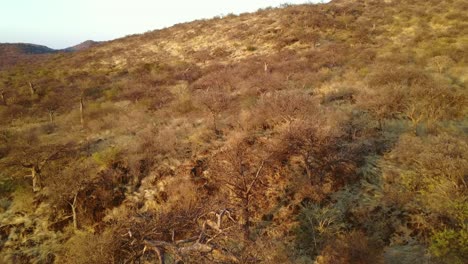 aerial shot of dry landscape with trees and bushes