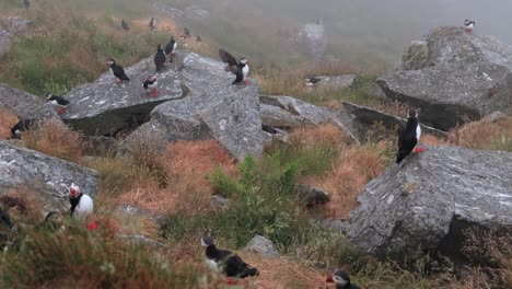 atlantic puffin (fratercula arctica), on the rock on the island of runde (norway).