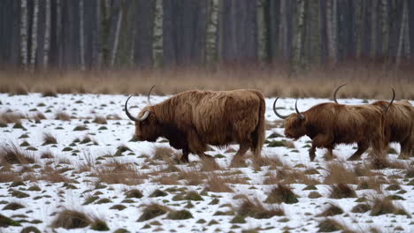 highland cattle roaming a snowy winter landscape