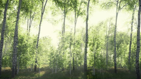 Panorama-of-birch-forest-with-sunlight