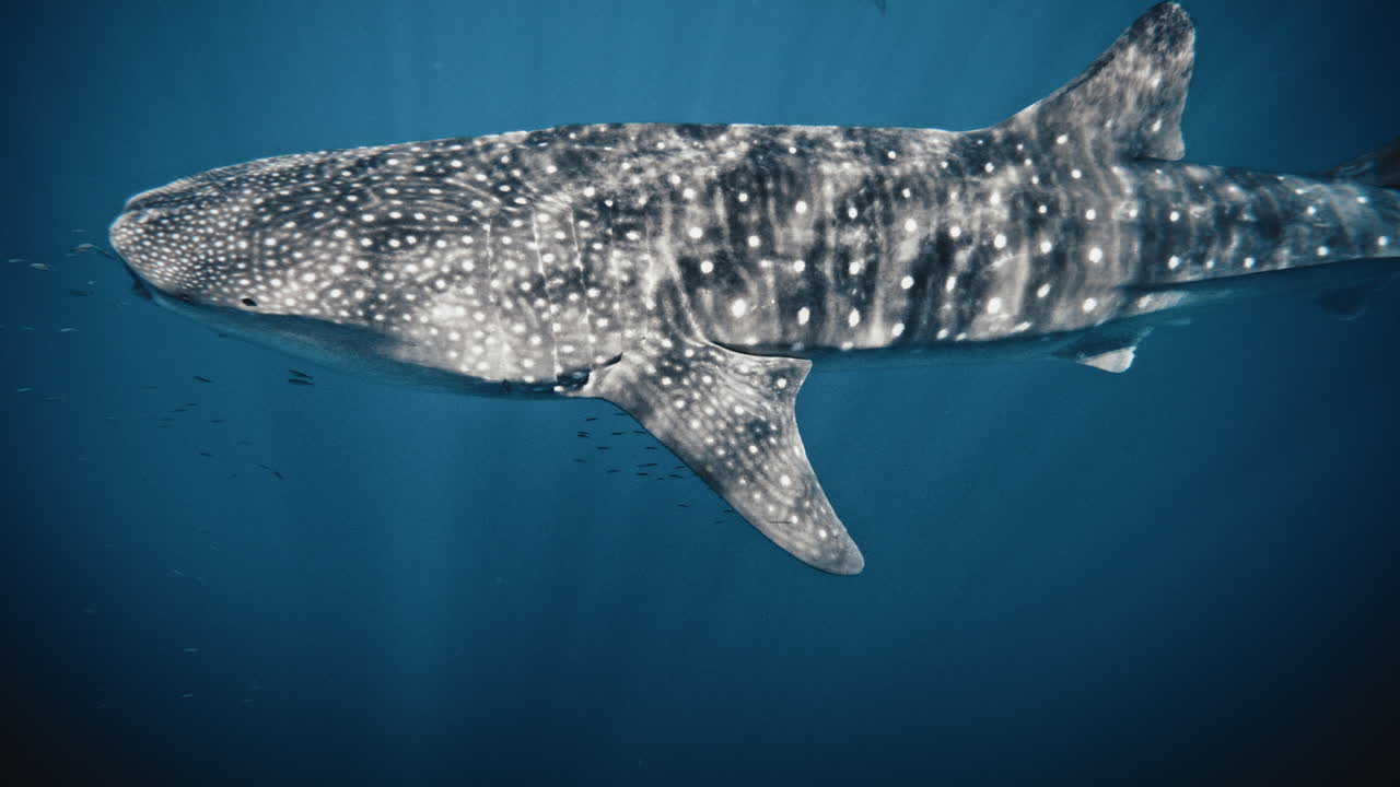 고래 상어 의 위 에 있는 광선 이 동물  에 있는 다이버 와 함께 몸 을 가로질러 춤추는 모습