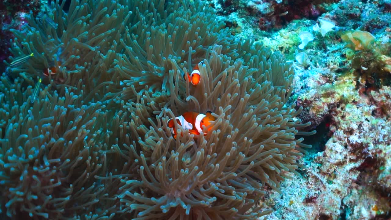 Pesce pagliaccio che nuota in un grande anemone.