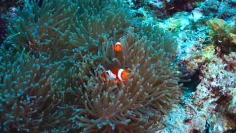 clown fish playing in a big anemone