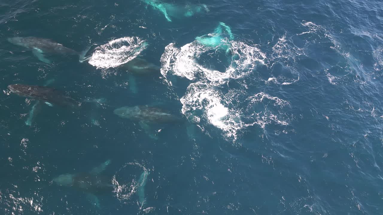 푸른 태평양 의 고래 들 의  ⁇