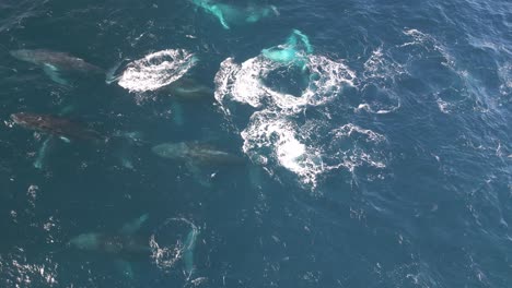 grupos de ballenas en el océano pacífico azul