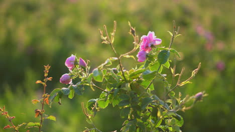 Blühende-Bulgarische-Ölrose-Im-Vordergrund,-Rosenfeld-Im-Hintergrund