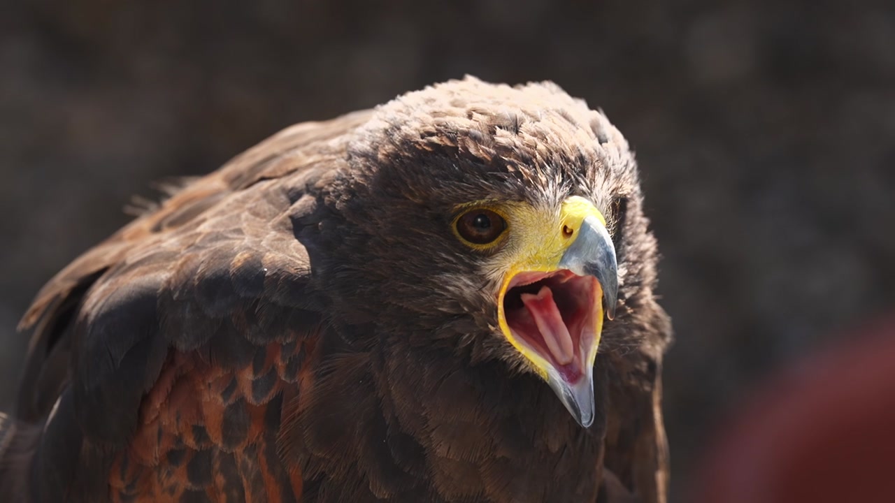 Close up of eagle with open beak showing sharp features and intense gaze. Detailed portrait of bird of prey in natural light, powerful wildlife moment captured outdoors.