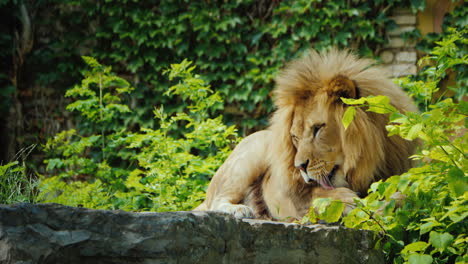 el león poderoso se relaja a la sombra y se lame la pata