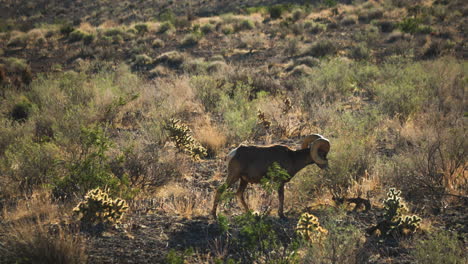 Dickhornschafe-Grasen-Im-Valley-Of-Fire