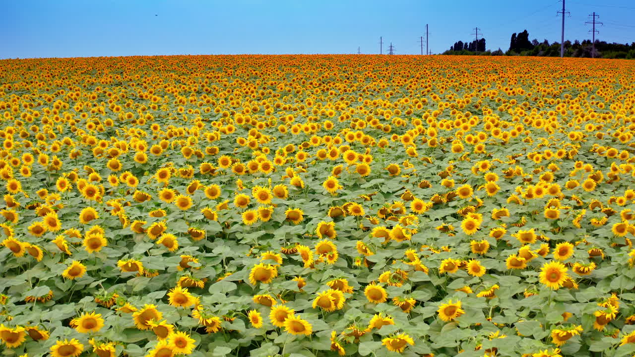 Horizon of yellow sunflowers under blue sky. Beautiful sunny flowers on field. Agriculture landscape of blooming sunflowers in summer. Motion camera back.