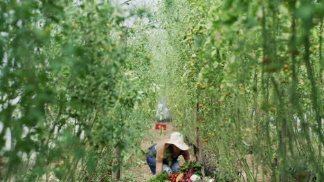 woman harvesting vegetables in a greenhouse