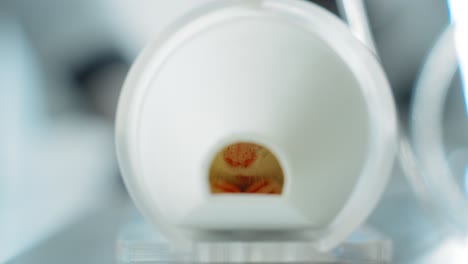 close-up view of a biological specimen in a display container