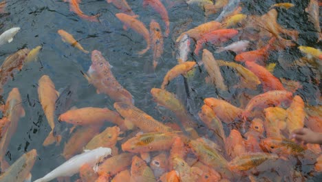 feeding koi fish in a pond