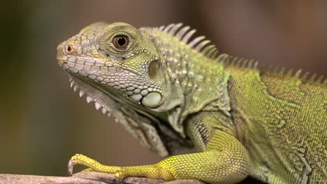 un retrato de una iguana descansando en una rama con un bonito fondo borroso-1