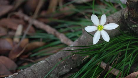 Wild-white-zephyr-lily-flower-blows-in-the-wind-in-natural-environment