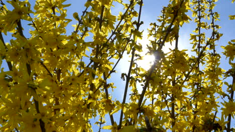 brillante sol de verano a través de la flor de forsythia, 4k