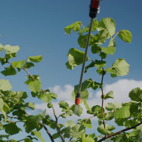 Frau-Sprüht-Bäume-In-Gartenschädlingsbehandlung-3