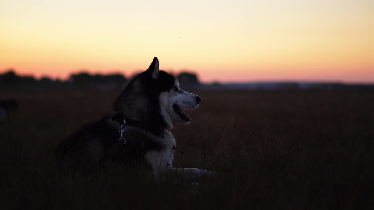 파란 눈 과 회색  ⁇  머리 를 가진 시베리아 허스키 는 잔디 에 앉아 해 가 지는 것 을 멀리 보고 있다