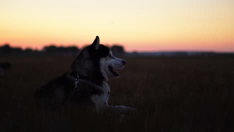 Sibirischer-Husky-Mit-Blauen-Augen-Und-Grauweißen-Haaren-Sitzt-Auf-Dem-Gras-Und-Blickt-Bei-Sonnenuntergang-In-Die-Ferne