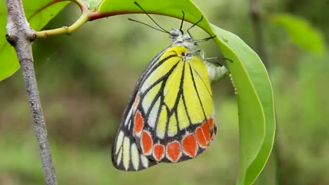 Mariposa-Poniendo-Huevos-En-Una-Hoja-Verde-Amarillo-Rojo-Negro-Blanco-Mariposa-Cerrar-La-Naturaleza-En-El-Sur-De-Asia-Delias-Eucharis-Jezabel-Común