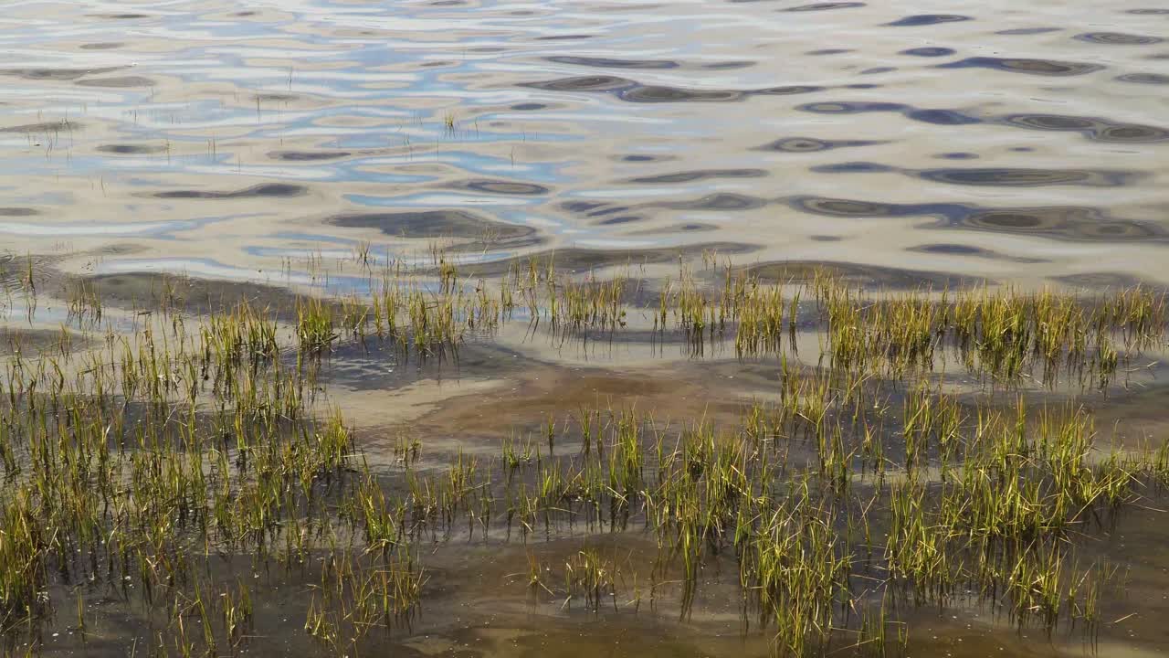 4K half submerged water plants moving on the tide in the bedside of Ria de Aveiro on the estuary of river Vouga, 60fps