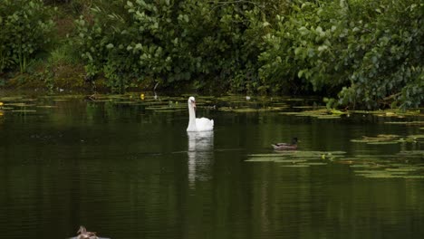 tiro ancho del lago con cisne, y el pato nadando alrededor