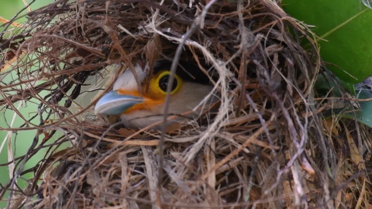 Il beccolargo dal petto argentato è un uccello famoso in Thailandia, sia a livello locale che internazionale.