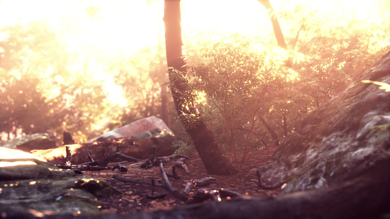 ⁇ 빛이 푸른 숲을 통해 빛납니다.